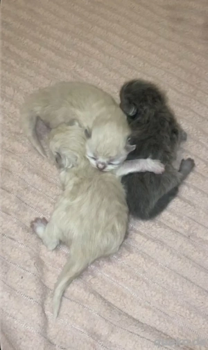    Wunderschöne Ragdoll-Perser Kitten   flauschig, sanft & liebevoll   
