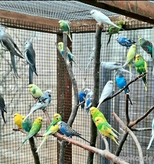 Junge bis zuchtreife Wellensittiche 