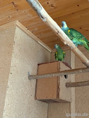 Junge Blaustirnamazonen