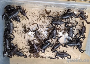 0.0.2 Schwarzer Laos Skorpion