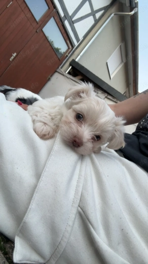 Bolonka Haverneser mix 