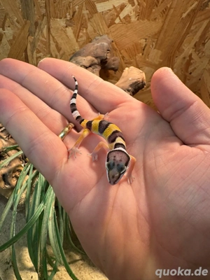 Leopardgecko(Eublepharis macularius) Bild 3