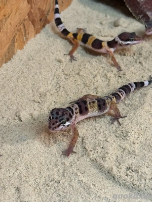 Leopardgecko(Eublepharis macularius) Bild 4