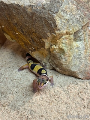 Leopardgecko(Eublepharis macularius) Bild 5