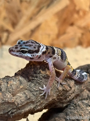 Leopardgecko(Eublepharis macularius) Bild 2