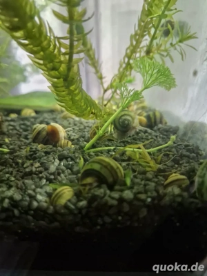 Zebra Apfelschnecken 