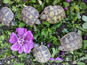 Griechische Landschildkröten Testudo hermanni 