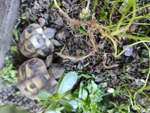 Griechische Landschildkröten Testudo hermanni  Bild 3