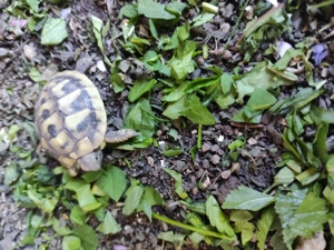 Griechische Landschildkröten Testudo hermanni  Bild 4