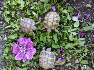 Griechische Landschildkröten Testudo hermanni  Bild 2