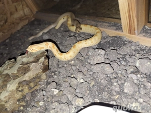 0.1 Heterodon nasicus Arctic Albino Conda Bild 5