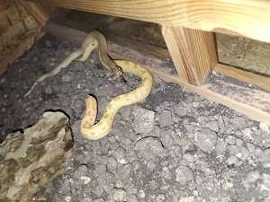 0.1 Heterodon nasicus Arctic Albino Conda Bild 7