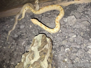 0.1 Heterodon nasicus Arctic Albino Conda Bild 6