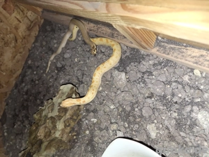 0.1 Heterodon Nasicus Superconda Toffee Bild 7