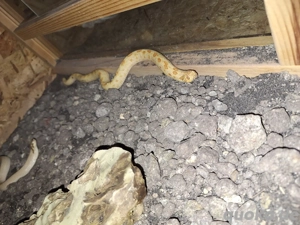 0.1 Heterodon nasicus Arctic Albino Conda Bild 8