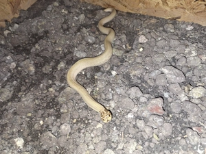 0.1 Heterodon Nasicus Superconda Toffee Bild 4