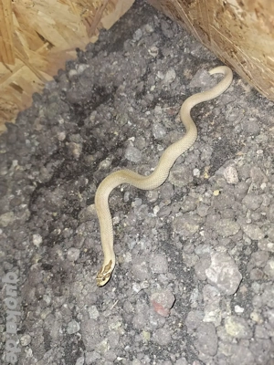 0.1 Heterodon Nasicus Superconda Toffee Bild 3