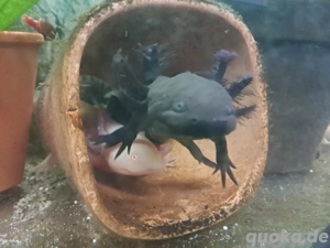 junge Axolotl mehrere Farbvarianten in Dresden  Bild 3