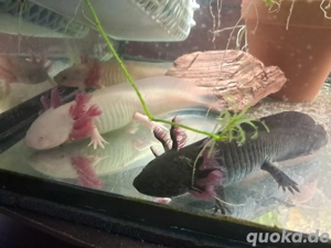 junge Axolotl mehrere Farbvarianten in Dresden  Bild 2