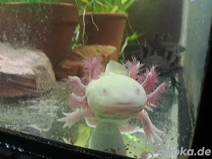 junge Axolotl mehrere Farbvarianten in Dresden 