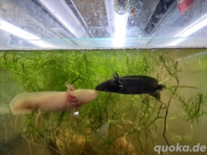 junge Axolotl mehrere Farbvarianten in Dresden  Bild 4