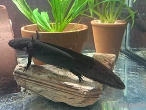 junge Axolotl mehrere Farbvarianten in Dresden  Bild 5