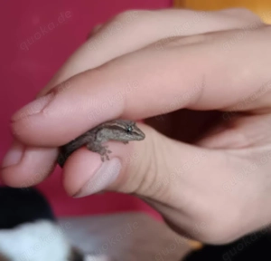Jungferngeckos aus Hobbyzucht 