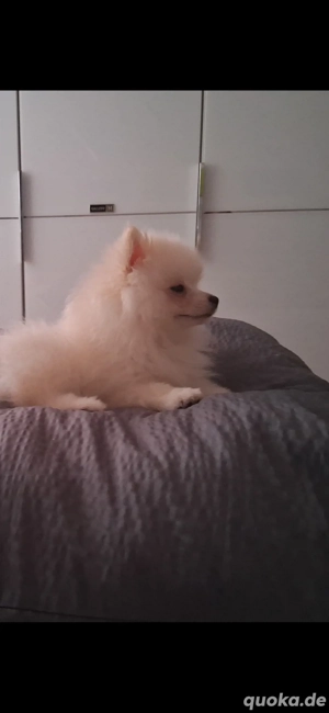 Reinrassige Zwergspitz Welpe