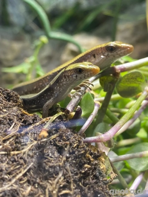 Vielstreifenskink Nachwuchs zu vermitteln