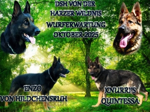 Wurfankündigung (99,9%DDR Blütig)