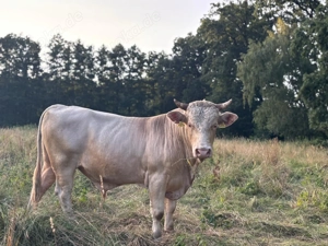Rinder, Bullen, Fleischrinder, Biohaltung