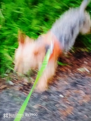 Biete Hundesitting an..