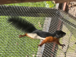 Schönhörnchen Rafflesii Bock