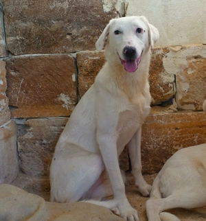 Mischlingshündin Lilly sucht Zuhause