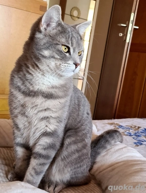   "Zwei liebevolle Britisch Kurzhaar Kater   Leo & Dabdubi   zusammen für 300   in gute Hände abzuge