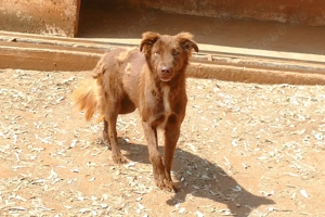 Baba sucht sein Zuhause