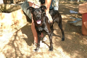 Lamu sucht ihr Zuhause