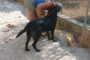 Junger Mischlingsrüde Misha sucht Zuhause Bild 8