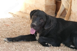 Junger Mischlingsrüde Misha sucht Zuhause Bild 3