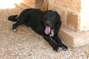 Junger Mischlingsrüde Misha sucht Zuhause Bild 10