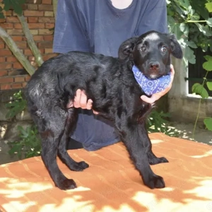 Mowgli, wunderhübscher, sanfter und vorsichtiger Jungrüde, Labrador Mix Bild 3