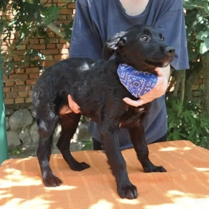Mowgli, wunderhübscher, sanfter und vorsichtiger Jungrüde, Labrador Mix Bild 2