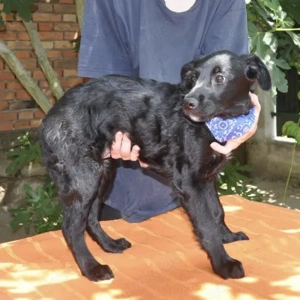 Mowgli, wunderhübscher, sanfter und vorsichtiger Jungrüde, Labrador Mix Bild 4