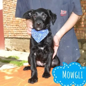 Mowgli, wunderhübscher, sanfter und vorsichtiger Jungrüde, Labrador Mix