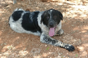 Junger Mischlingsrüde Magic sucht Zuhause