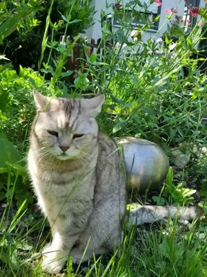 Haushaltshilfe gesucht