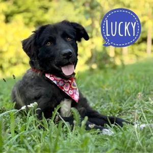 Lucky, sanfter, lieber, gutmütiger und wunderschöner Rüde, Border Collie   Retriever Mix