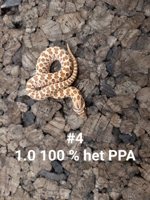 Hakennasennatter Pink Pastel Albino PPA NZ25