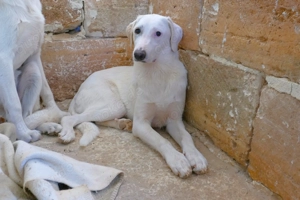 Junge Mischlingshündin Linda sucht Zuhause Bild 2