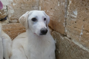 Junge Mischlingshündin Linda sucht Zuhause Bild 10